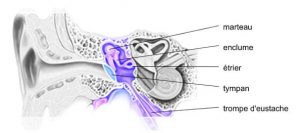 fonctionne oreille moyenne