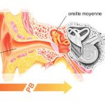 fonctionnement oreille externe
