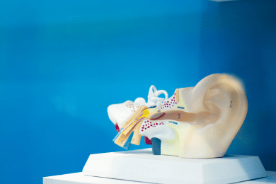Anatomie de l’oreille externe